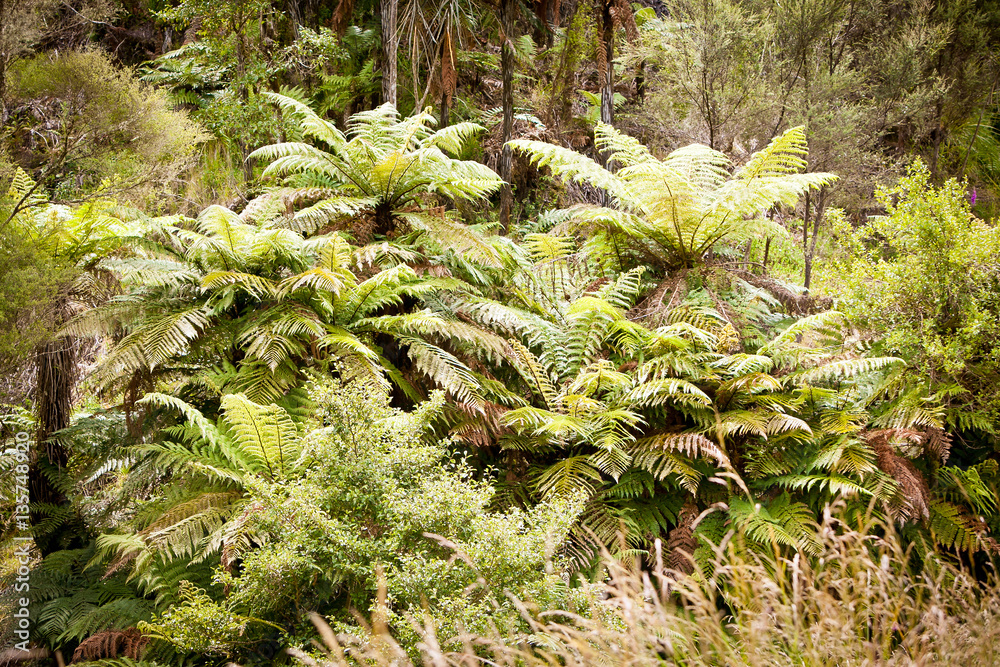 New Zealand Native Ponga Tree Bush New Zealand Native Ponga Tree Bush