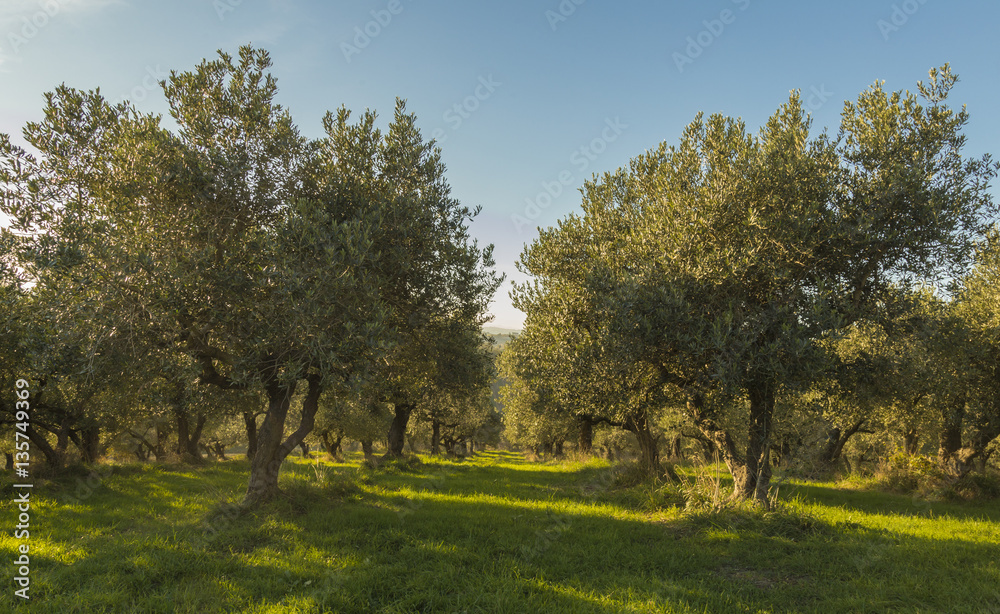 Mediterranean olive field with old olive tree in Monteprandone (Marche) Italy. Mediterranean olive field with old olive tree in Monteprandone (Marche) Italy.