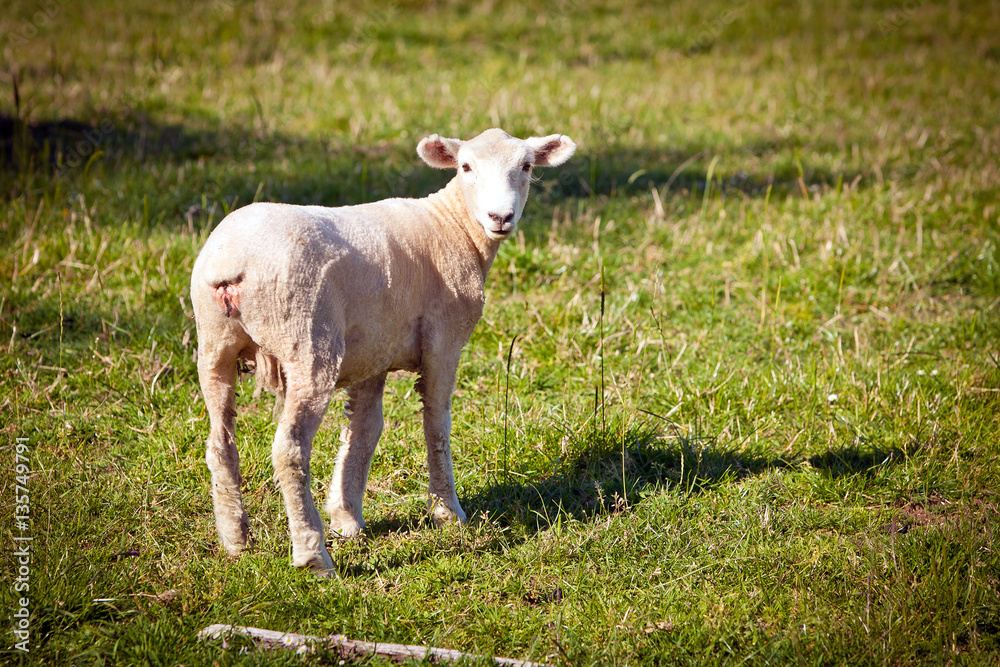 Obraz premium Sheep in a green field