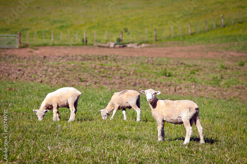 Fototapeta Naklejka Na Ścianę i Meble -  Sheep in a green field