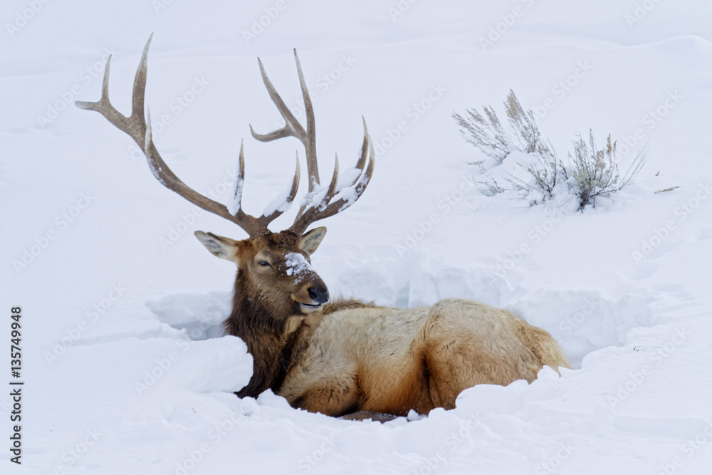 Cerf couché dans la neige, Parc de Yellowstone Cerf couché dans la neige, Parc de Yellowstone