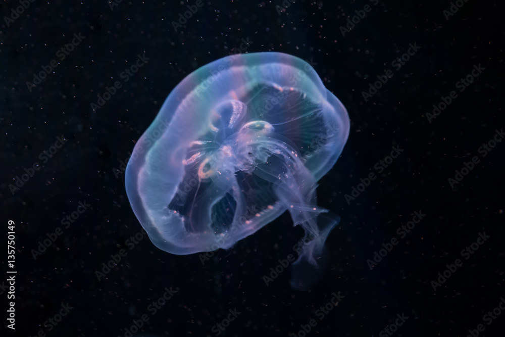 Fototapeta premium Beautiful jellyfish with a small water bubbles.