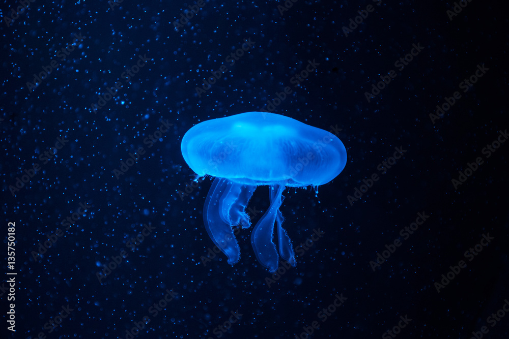 Obraz premium Beautiful jellyfish with a small water bubbles.