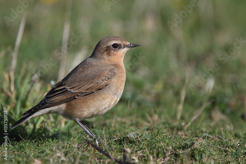 Northern Wheatear, (Oenanthe oenanthe), a first winter or female individual, Godrevy Point, Cornwall, England, UK.