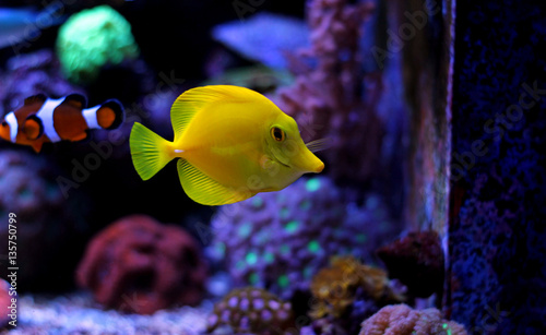 Zebrasoma Yellow Tang 