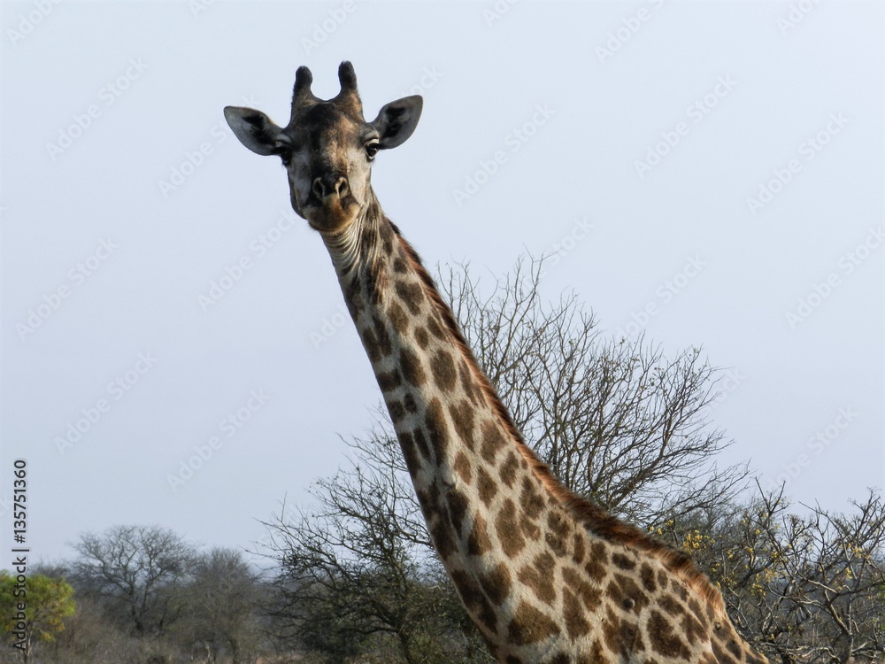 Obraz premium Giraffe in the wild