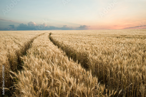 Scenic road through wheat field