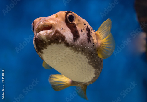 Funny puffer (porcupine) fish.