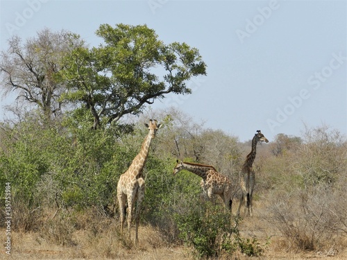 Sticker Giraffes grazing on trees