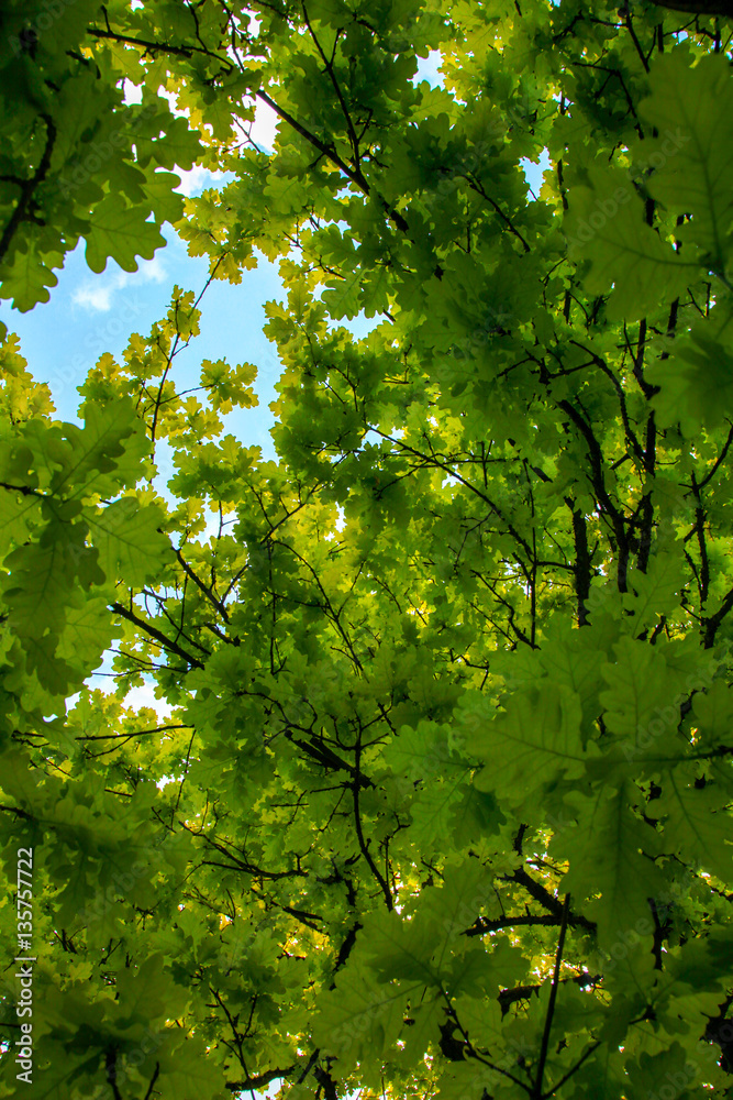 Arboretum leaves Arboretum leaves