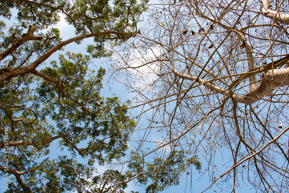 green treetop and sky,branch of tree,brown color of branch green treetop and sky,branch of tree,brown color of branch