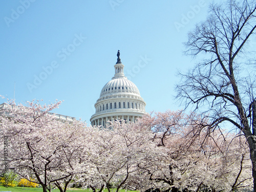 Washington cherry blossom in front of Capitol April 2010 photo