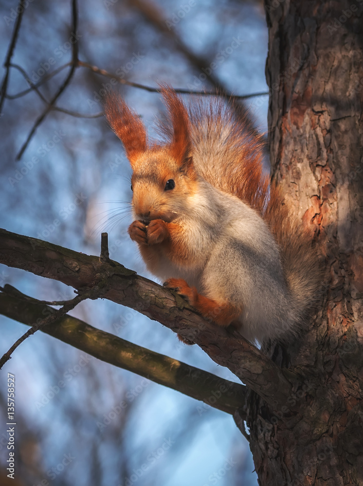 squirrel on a pine tree eats a nut. wild animals. squirrel on a pine tree eats a nut. wild animals.
