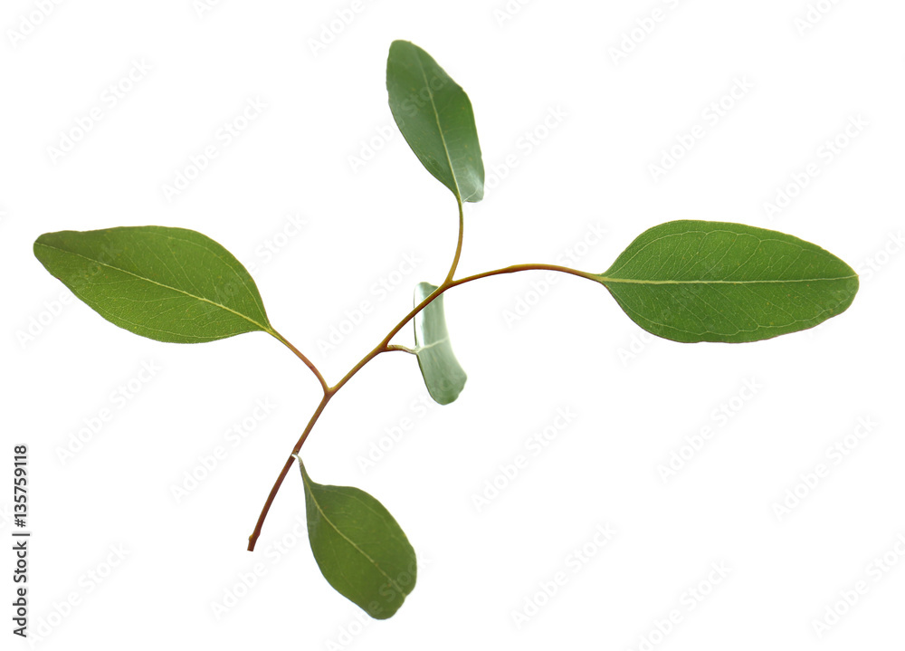 Fototapeta premium Green branch on white background