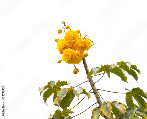 Cotton Tree, Yellow Silk Cotton, Butter Cup flower on white background photo