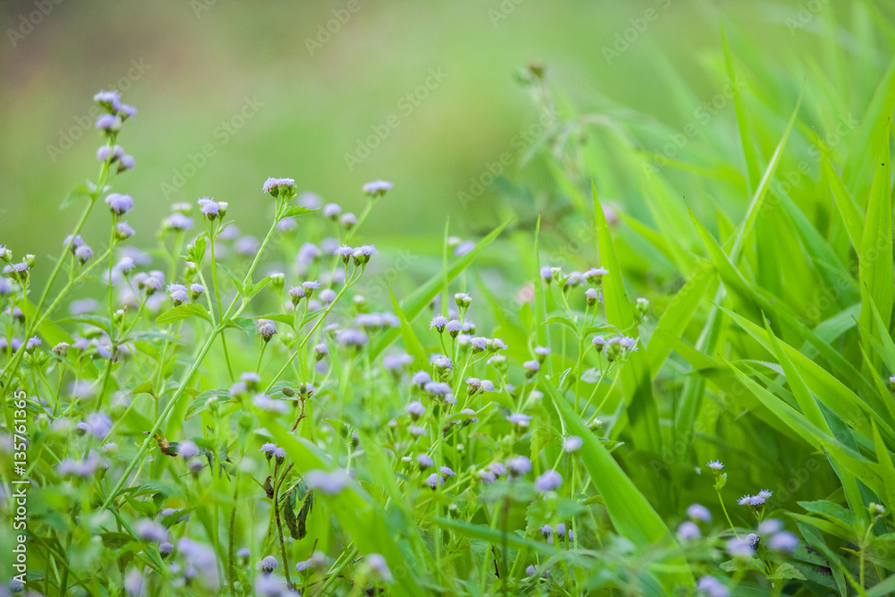 Purple Chives flower alike for blur wallpaper background