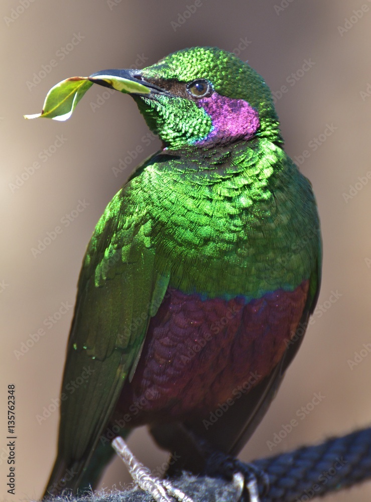 The emerald starling (Lamprotornis iris) is also known as the iris glossy  starling. It is found in West Africa in the lowlands and savanna of Cote  d'Ivoire, Guinea, and Sierra Leone Stock