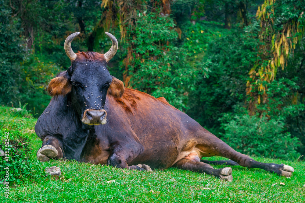The bull sleeps on ancient British cemetery in Dharamsala, Mcleod Ganj, India The bull sleeps on ancient British cemetery in Dharamsala, Mcleod Ganj, India