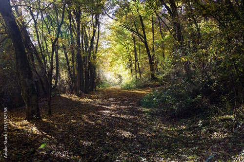 Sonniger Waldweg im Herbst