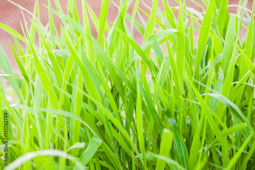 Green grass close up view for blur background texture