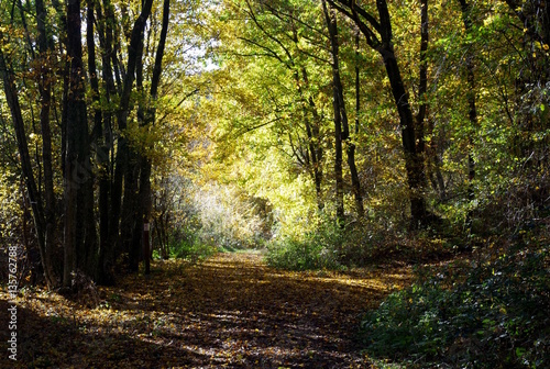 Sonniger Waldweg im Herbst