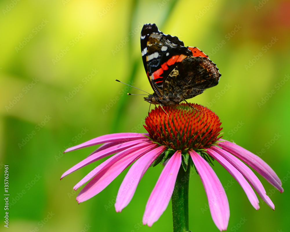 Red admiral butterfly on pink cone flower Red admiral butterfly on pink cone flower