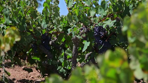 Farm Vineyard grapes photo