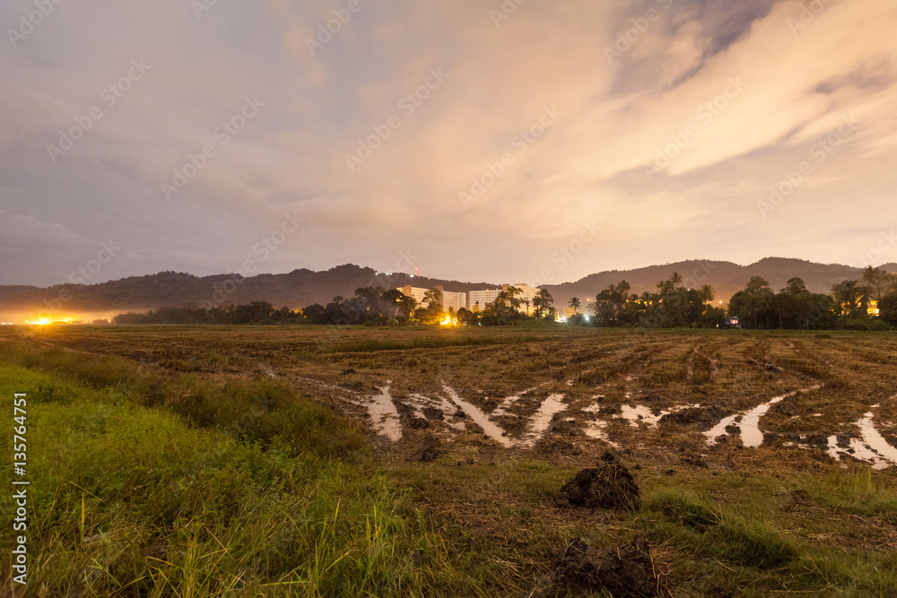 Harvested rice field view with sunrise background Harvested rice field view with sunrise background