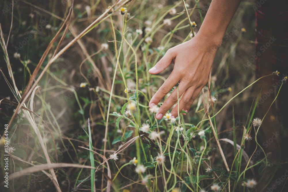 Close up of a woman's hand touching grass in field. Close up of a woman's hand touching grass in field.