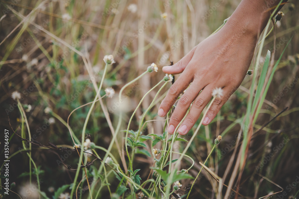 Close up of a woman's hand touching grass in field. Close up of a woman's hand touching grass in field.
