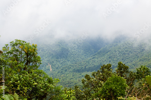 Rainforest landscape in Monteverde Costa Rica