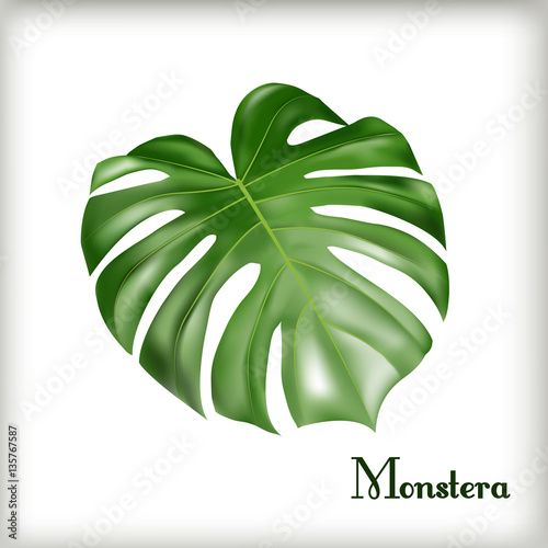 Tropical Leaf Monstera