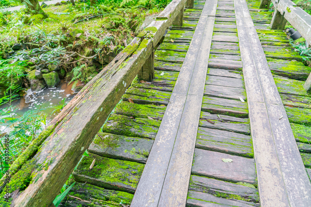 Wooden bridge in tropical green forest covered with  moss .