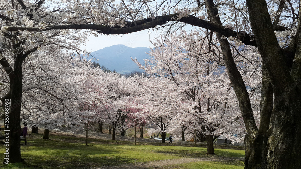 White Sakura Blooming Tree or Cherry Blossom Blooming White Sakura Blooming Tree or Cherry Blossom Blooming