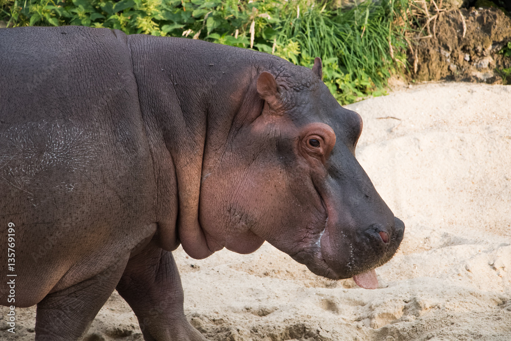 Hippopotame amphibie