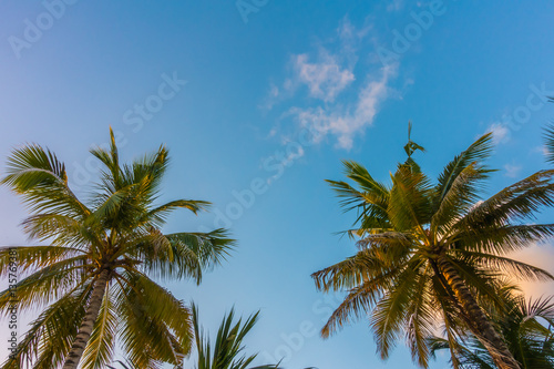 Coconut tree over blue sky .