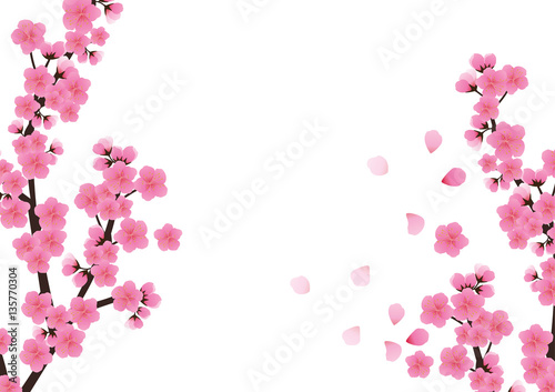 Cherry blossom flowers background. Sakura pink flowers backgro