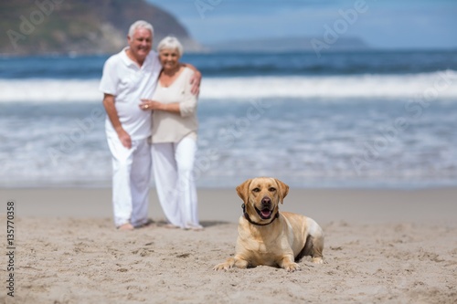 Senior couple standing on the beach with dog © WavebreakMediaMicro