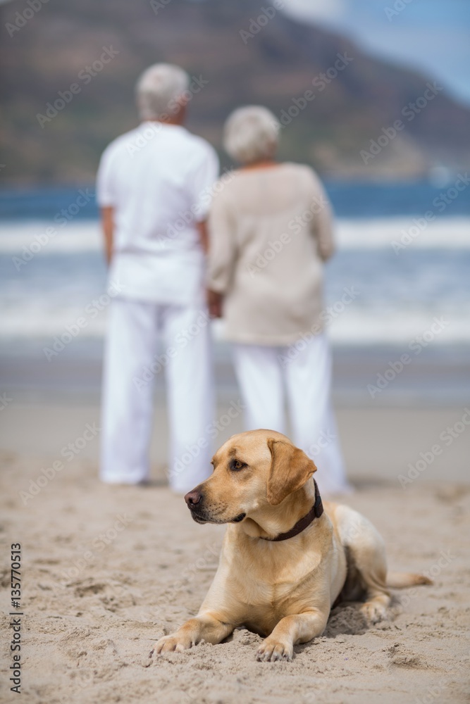 Senior couple standing on the beach with dog Senior couple standing on the beach with dog