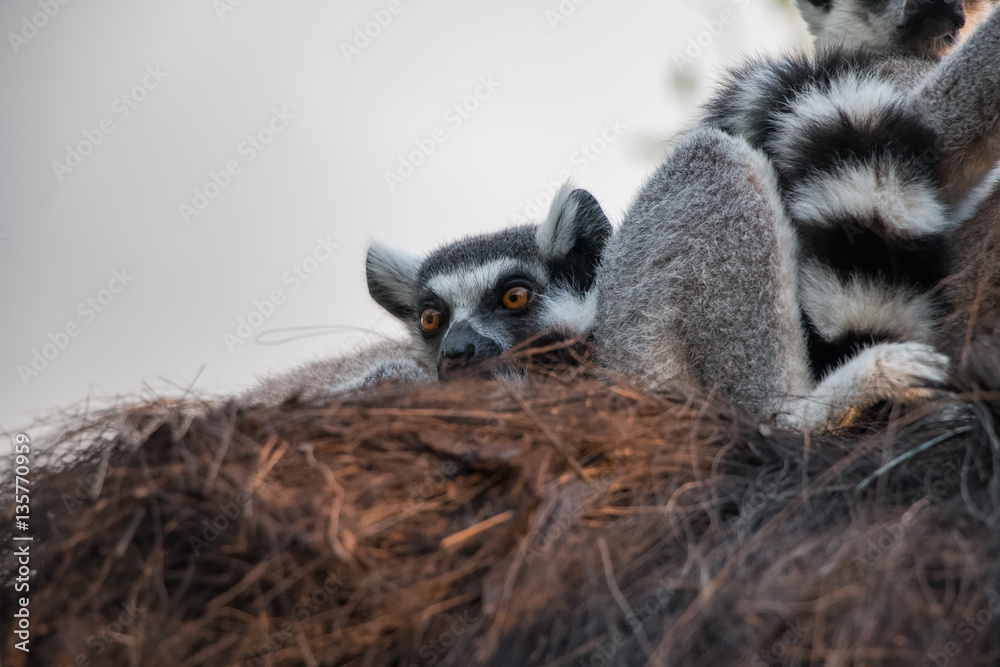 Fototapeta premium Maki catta