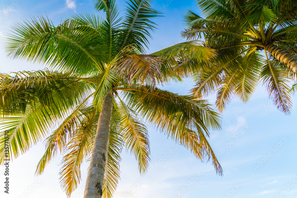 Fototapeta premium Beautiful tropical Maldives island with palms tree around .