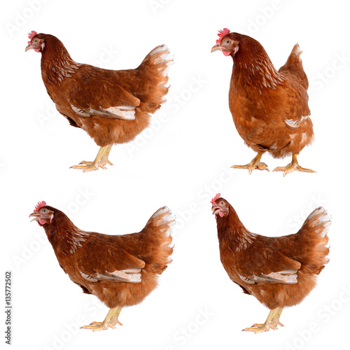 Hen eggs isolated on white background.