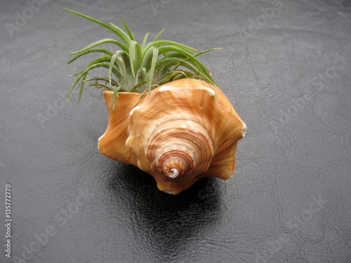 Tillandsia air plant ( Mexican Ionantha ) tucked into a seashell photo