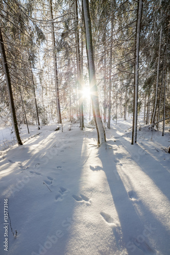 Sunshine in winter forest