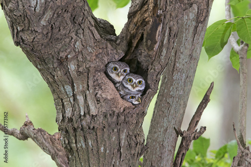 Bird, Owl, Two Spotted owlet (Athene brama) in tree hollow,Bird of Thailand