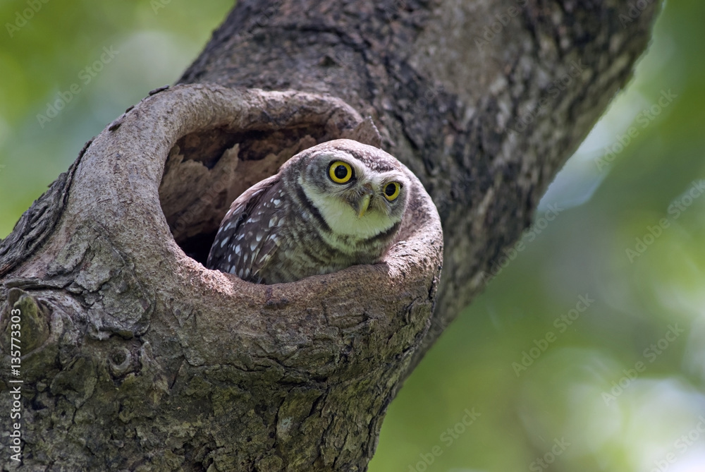 Bird, Owl, Spotted owlet (Athene brama) in tree hollow,Bird of Thailand Bird, Owl, Spotted owlet (Athene brama) in tree hollow,Bird of Thailand