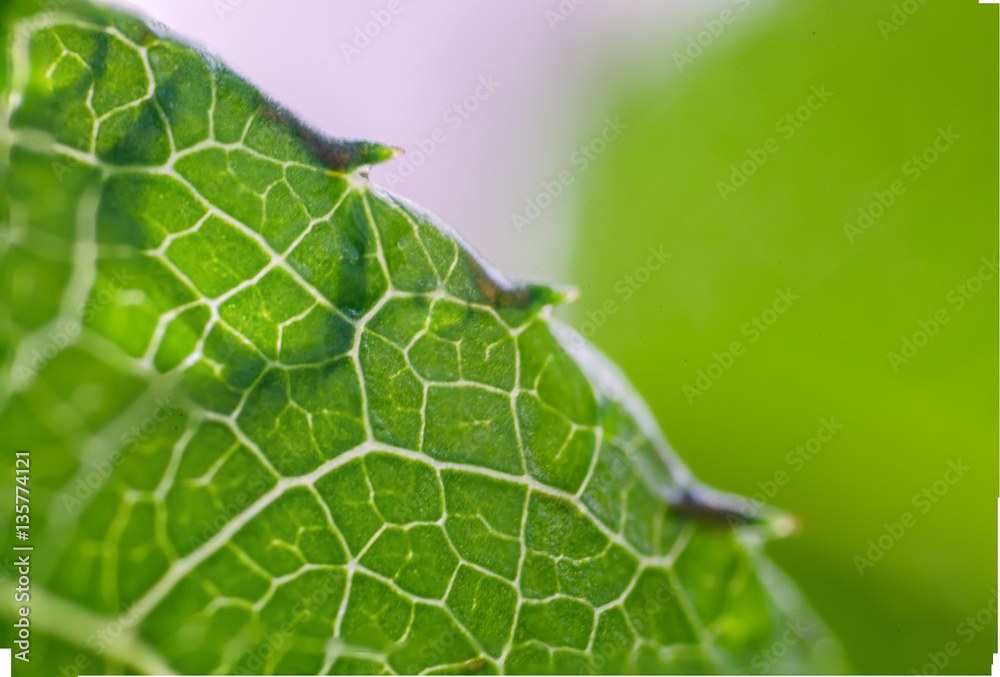Obraz premium drops of dew on a green leaf strawberries. macro