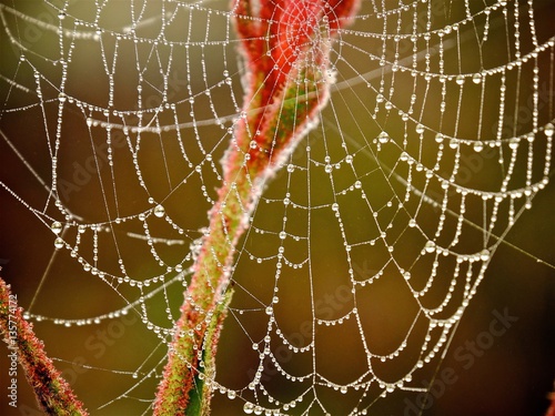 rain drops on spiders web