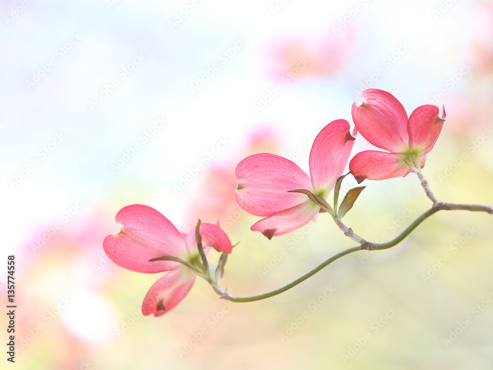 Obraz premium ハナミズキ 赤い花