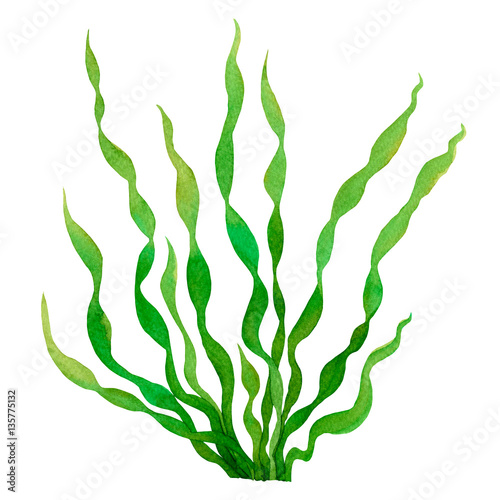 Green Seaweed watercolor hand painted element isolated on white background. Watercolor illustration design. .